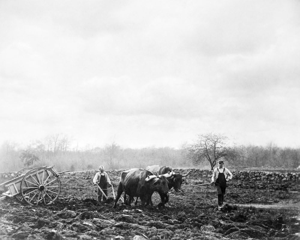 New England: Plowing, 1899. /Nspring Plowing In New England. Photographed In 1899. Poster Print by (24 x 36)