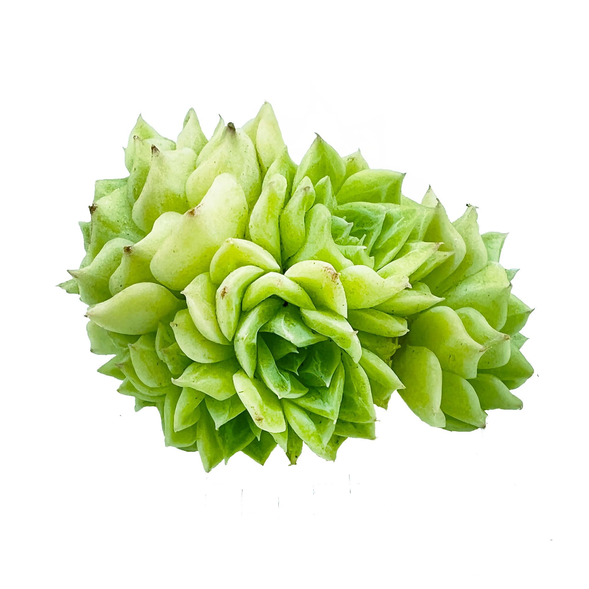 ꕤ多肉植物ꕤ エケベリア ꕤ white swan 2苗 Amazon.co.jp: 【Succute】エケベリア ホワイトスワン（シロスワン