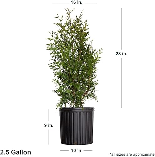 Miniatura 4 de Green Giant Arborvitae (2.5 galones) Thuja Green Giant  Árbol de hoja perenne vivo de rápido crecimiento para privacidad