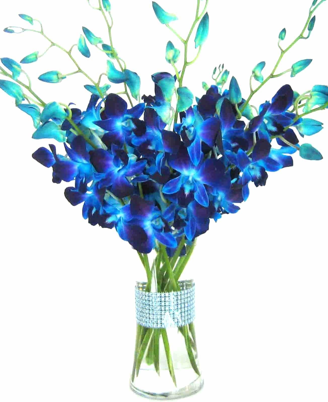 Just Orchids Blue Dendrobium Orchids with Vase w/ Rhinestone Ribbon
