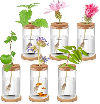 6 Pcs Glass Propagation Stations for Plants, 2.56 x 4"