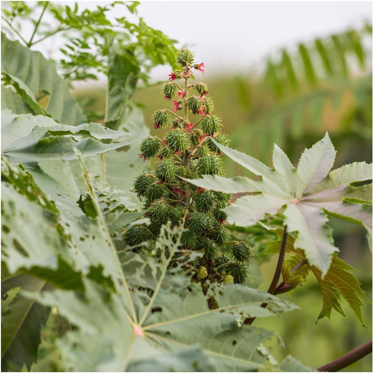 Everwilde Farms - 1 Lb Zanzibar Castor Bean Wildflower Seeds - Gold Vault