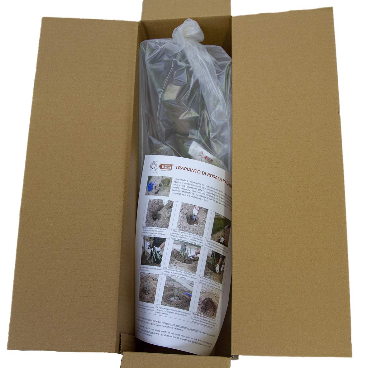 Rosa Pullman Orient Express Rose Barni - Vaso Prestigio, Fiori Gialli Con Bordo Rosa, Pianta Rifiorente - Foto 2