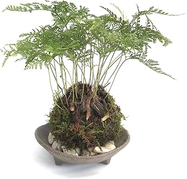 Amazon 太い根茎 涼しげな葉が魅力のシダ植物 しのぶ シノブ の苔玉 三つ足灰器セット 敷石の色 白色 Nicogusa 観葉 植物