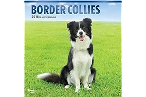 Adorable Border Collie Calendar 2021