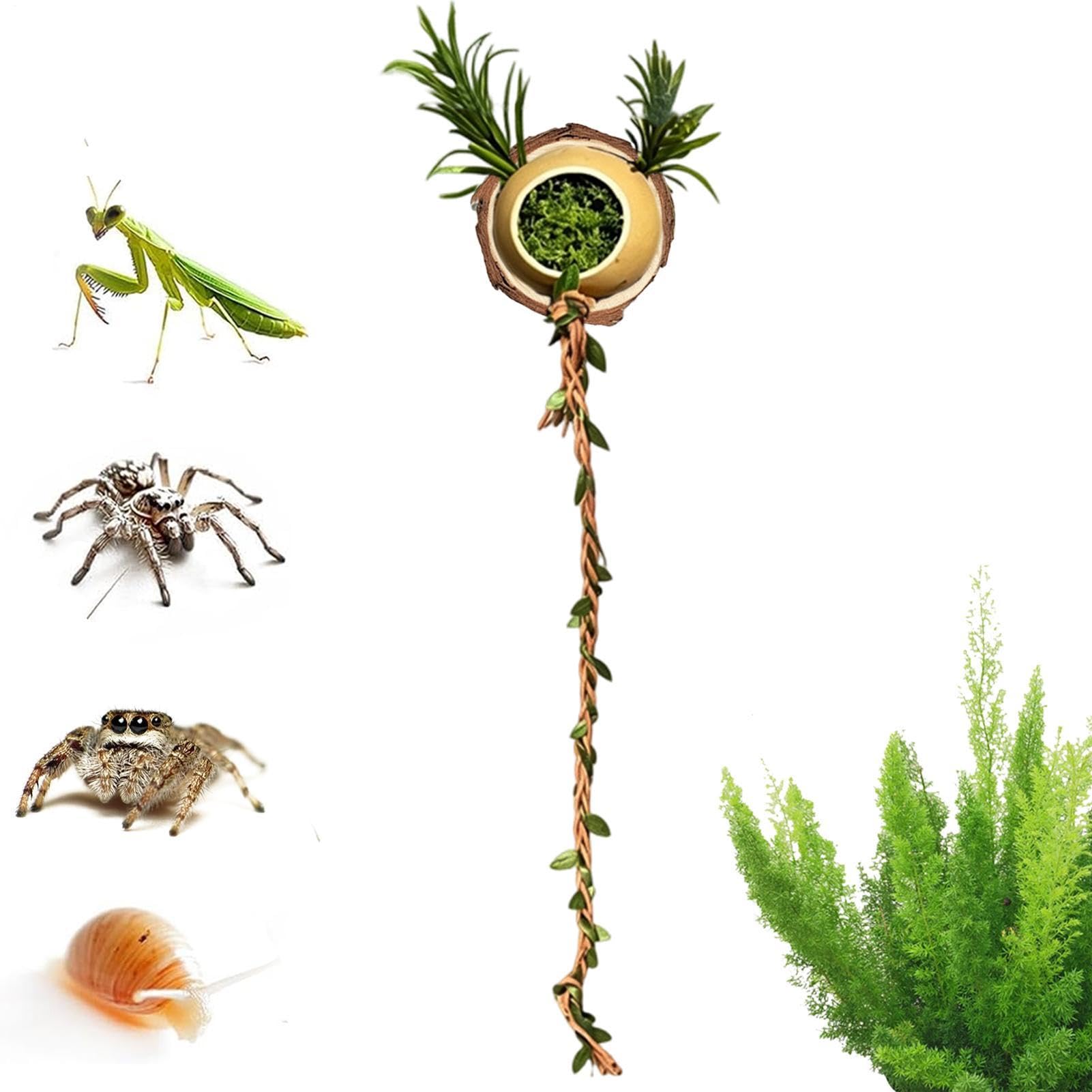 Cueva para araña saltarina nido magnético decoración de hábitat arácnido