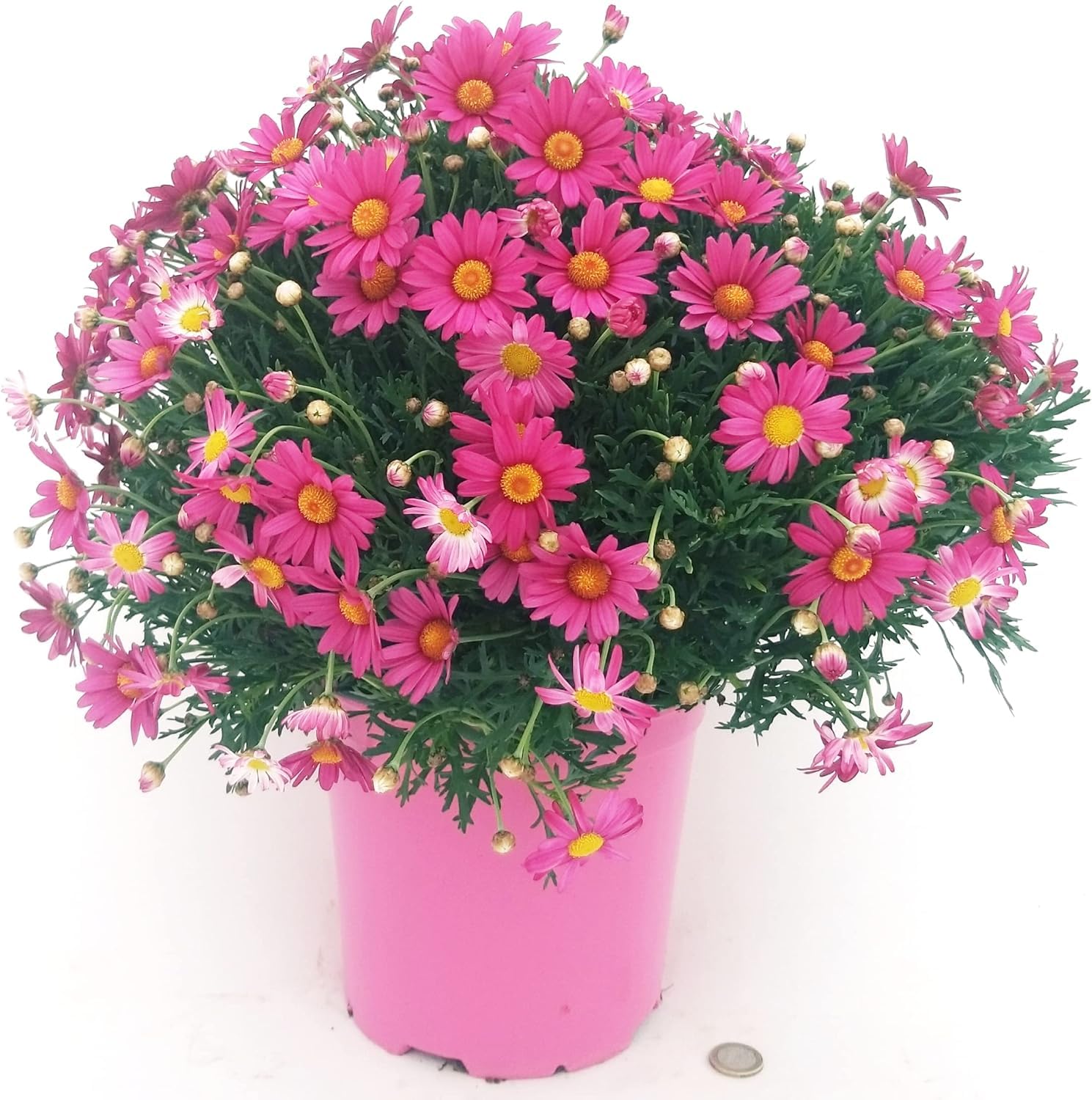 Margherita rosa Made In Italy bellissima Terre di Romagna, freschezza fiorita, perenne vaso 12cm Must Estate 2025