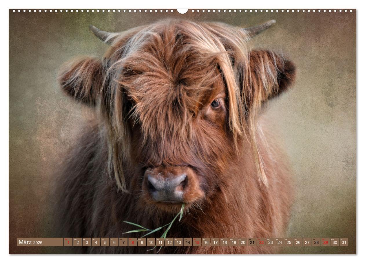 Hochlandrinder - Zottelige Schönheiten (Wandkalender 2026 DIN A2 quer), CALVENDO Monatskalender: Die Models unter den Kühen in eindrucksvollen Bildern (CALVENDO Tiere)