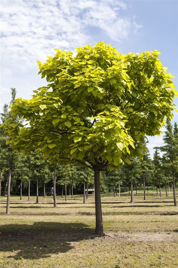 Catalpa bignonioides 40-60 cm - Trompetenbaum, groe herzfrmige Bltter,  Bltezeit Juni-Juli, ideal fr Grten, pflegeleicht und winterhart :  Amazon.de: Garten