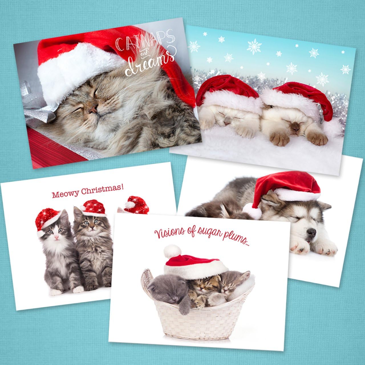 Canopy Street Christmas Cats Holiday Card Assortment Pack / 25 Seasonal Kitten Greeting Cards And Envelopes / 5 Sleeping Santa Animal Designs And Christmas Messages