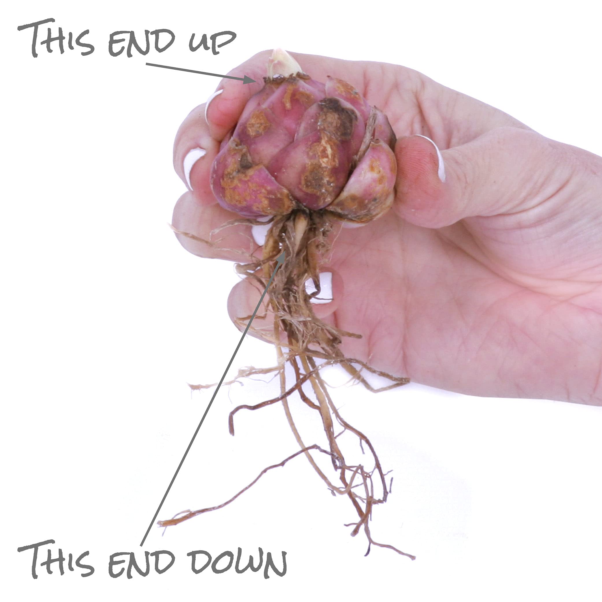 LILY です Van Zyverden Daylily Final Touch (Set of 2 Dormant Bare