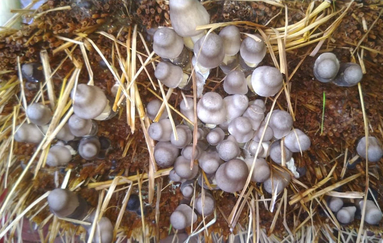 NABAT Paddy Straw Mushroom Spawn High Yield Seeds Edible Co2 Variety 400 G Set Of 2 (200 G Each) (B0CW3FYSYD) Amazon Price History, Amazon Price Tracker