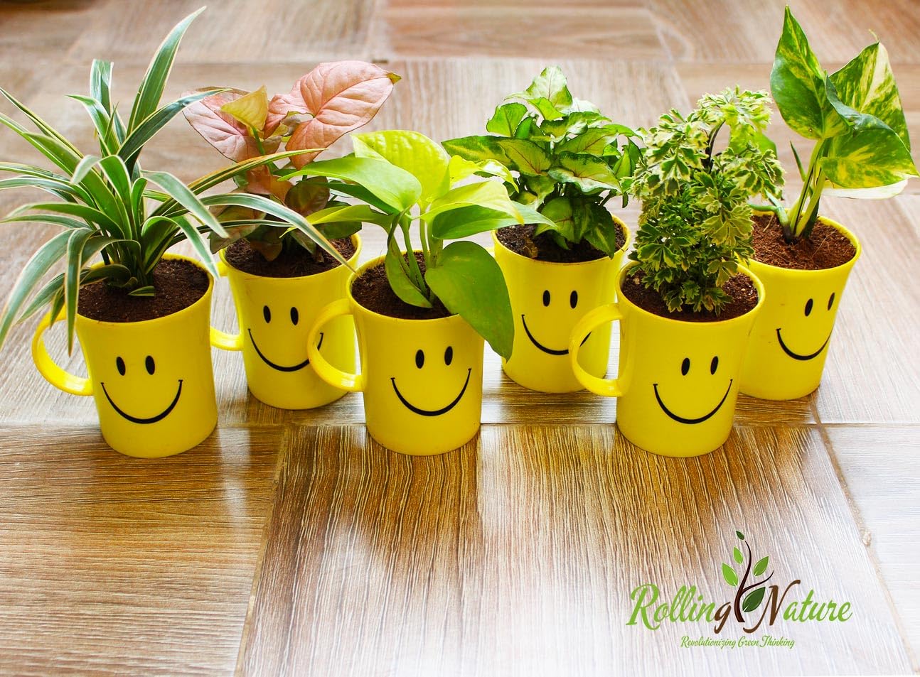 See full amazon price history chart for Rolling Nature Air Purifying Good Luck Spider Plant, Pink Syngonium, Golden Pothos, Green Syngonium, Aralia, Variegated Money Plants in Smiley Cup | Set of 6 | Combo for Kitchen Home and Office Decor Rolling Nature Air Purifying Good Luck Spider Plant, Pink Syngonium, Golden Pothos, Green Syngonium, Aralia, Variegated Money Plants in Smiley Cup | Set of 6 | Combo for Kitchen Home and Office Decor (B0CRRW1SD5) Amazon Price History, Amazon Price Tracker