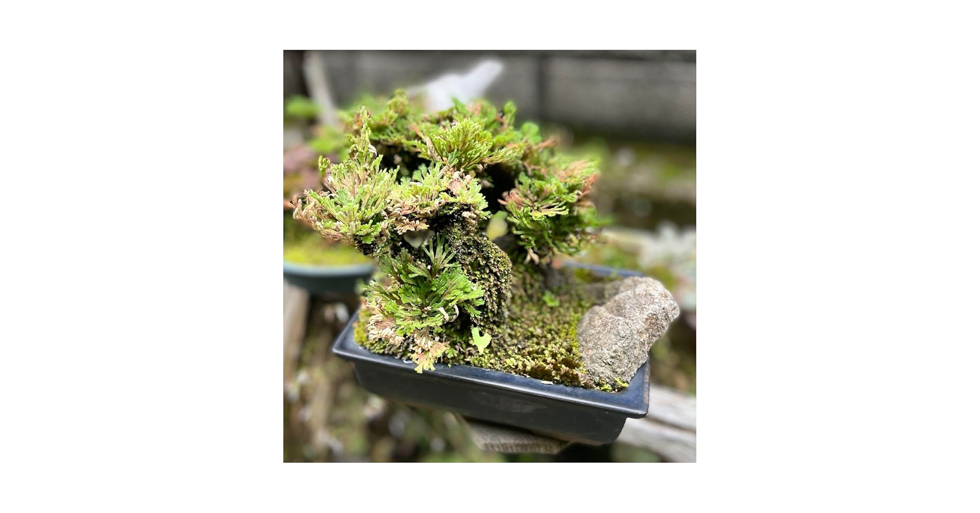 【鉢付き】イワヒバ　岩松　イワマツ　いわまつ 鉢付き】イワヒバ 岩松 イワマツ いわまつ - メルカリ