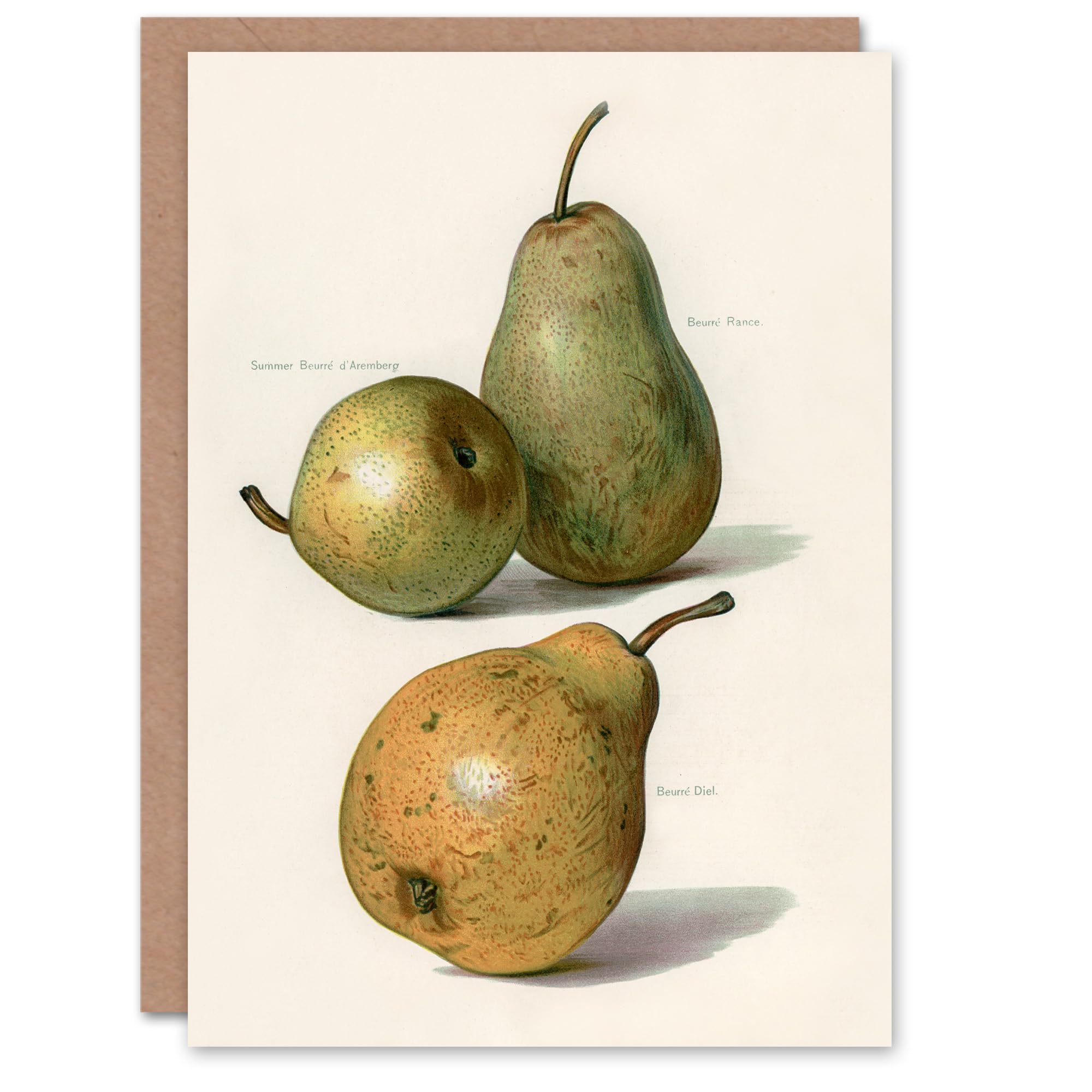 Artery8 John Wright Art Card Vintage Illustration of Pear Varieties