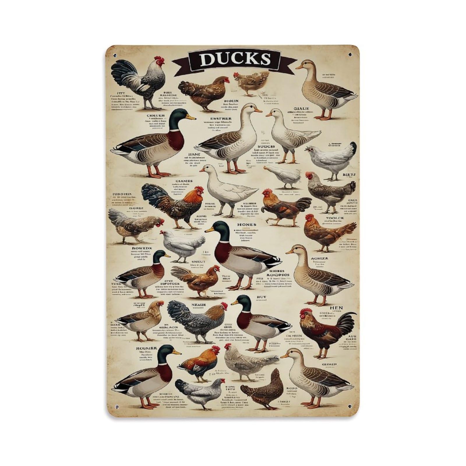 Jdfenggu Vintage Ducks Species Illustrated Chart Retro Metal Tin Sign, Decor Art Poster For Bar, Home, Man Cave, Kitchen, Laundry Room Gift 8X12inch