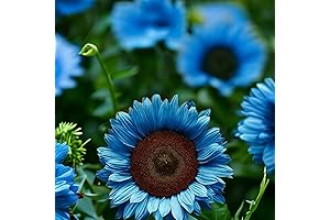 Brighten Your Garden with 50pcs Dwarf Blue Sunflowers