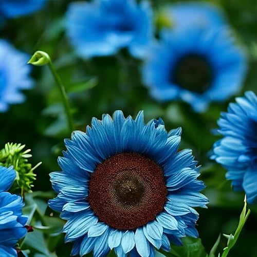50 semillas de girasol azul brillante, variedades enanas para jardines vibrantes