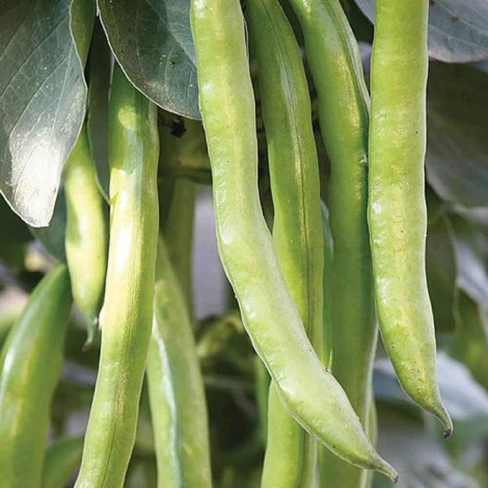 Broad Bean Seeds Masterpiece Vegetables UK Supplier (1kg)