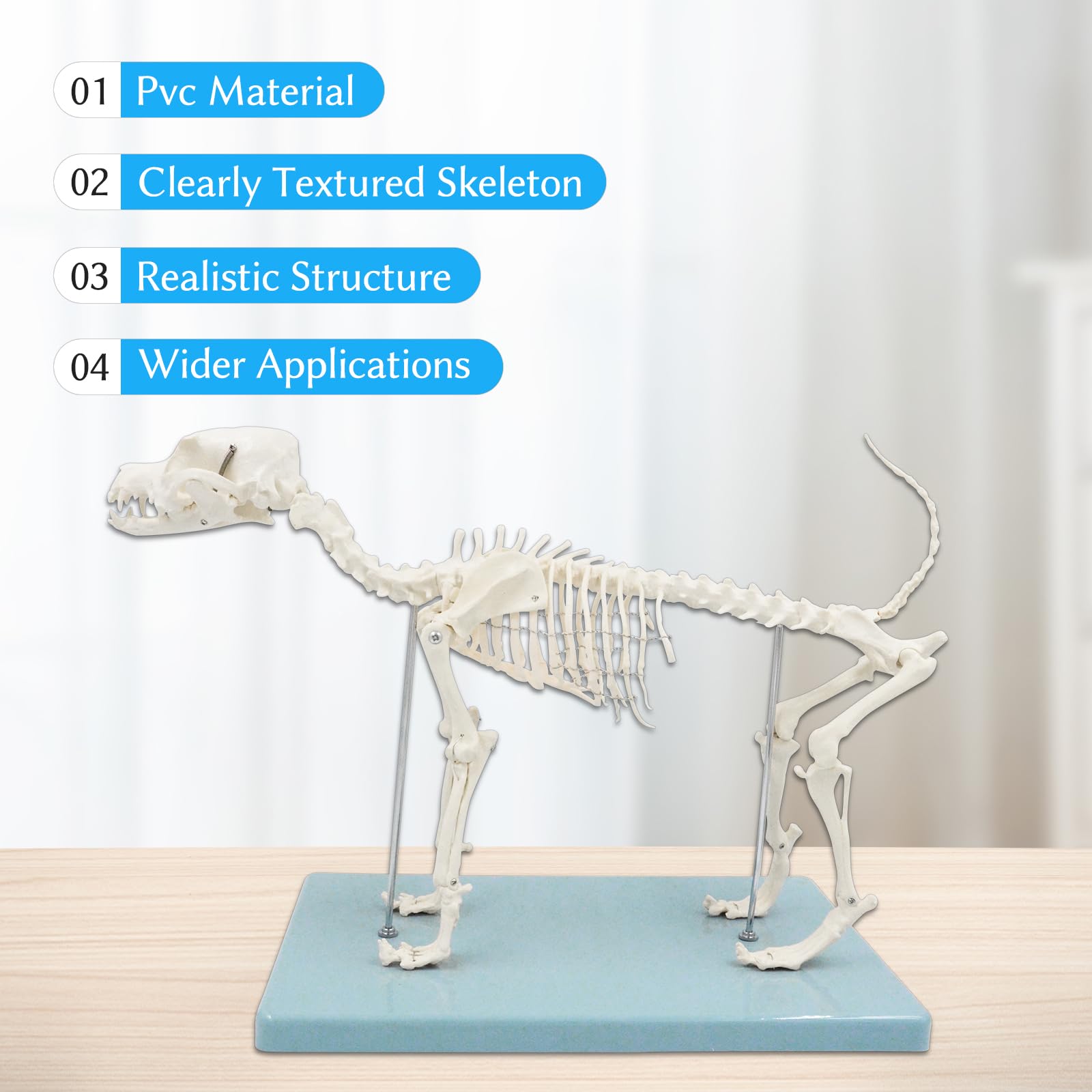 Hundeskelett Modell, Kleines Hunde Skelett Anatomie Modell Mit Sockel, Modell Tieranatomie Lehre, Natürliche Größe, Abnehmbare (Hunde Skelett)