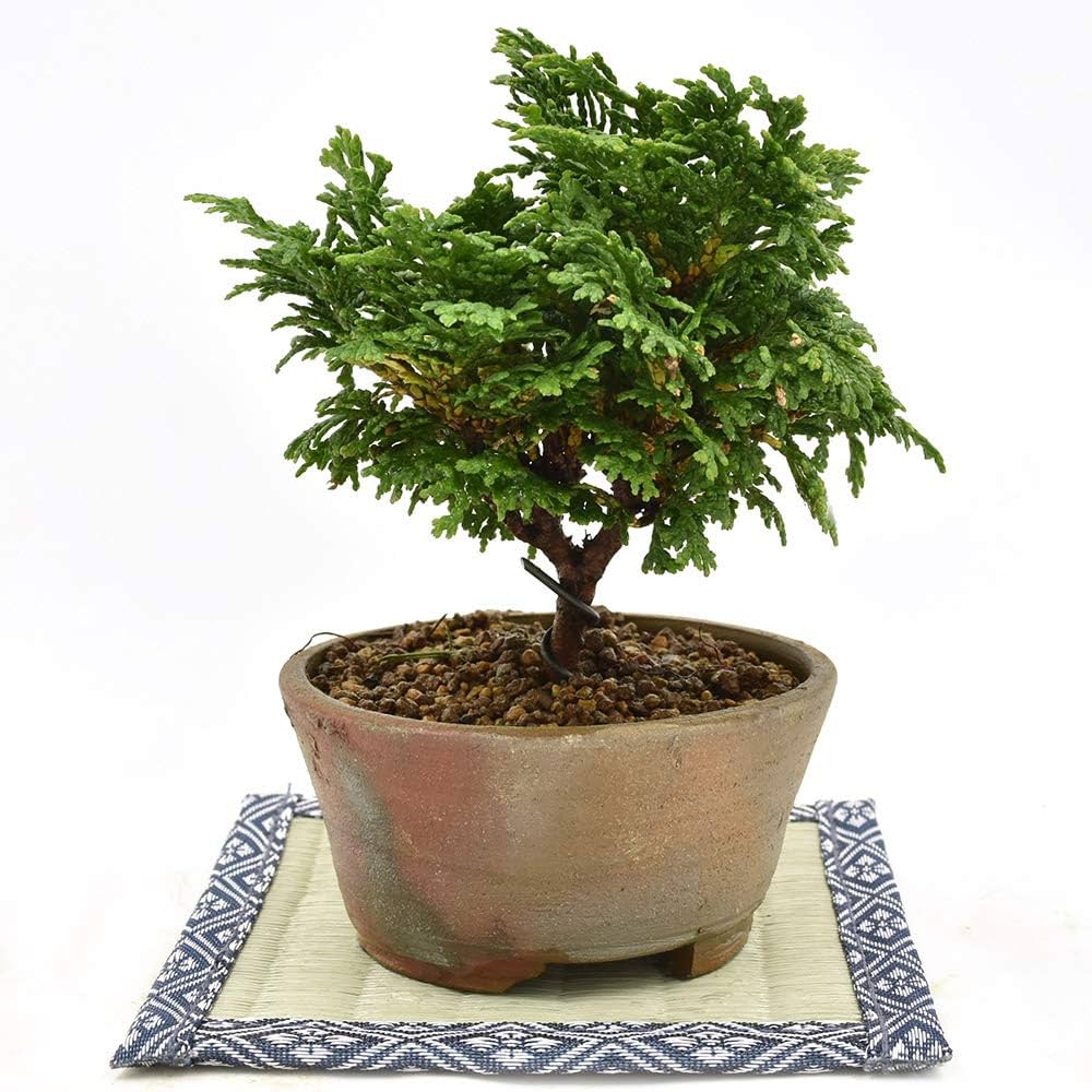 ミニ盆栽鉢、盆栽鉢、植木鉢、鉢、山野草鉢、盆栽 楽天市場】（山野草）苔盆栽 おまかせ山野草 ミニ小鉢植え 鉢色