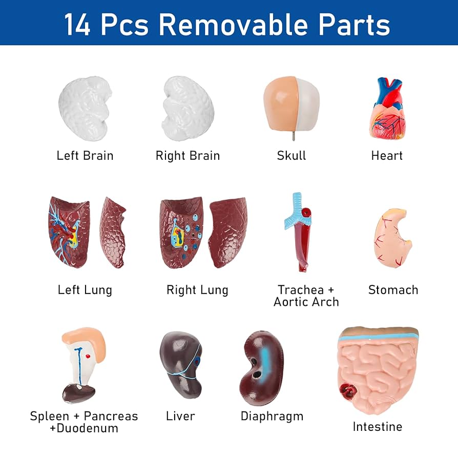 Human Body キット　英語 Human Body キット 英語