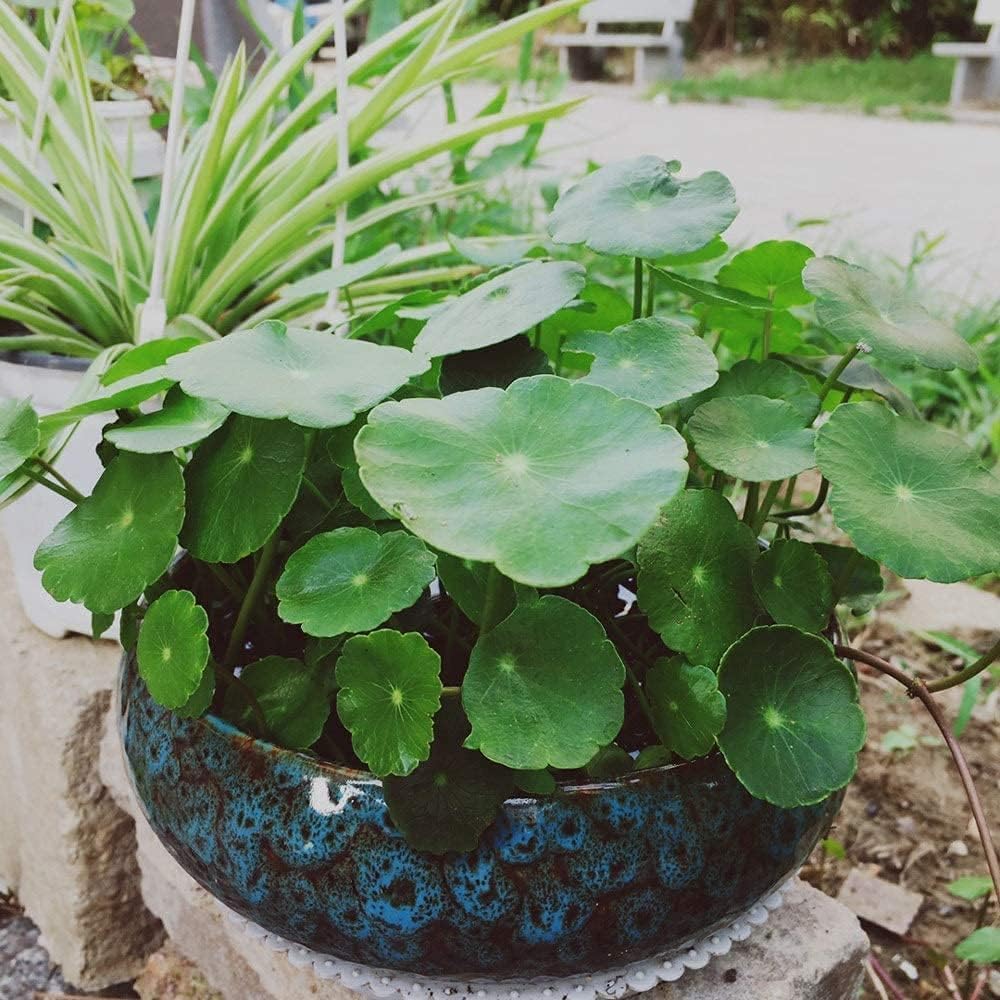 Lotus Bowl Planter, Glazed Ceramic Hydroponic Pot for Indoor Use image 5