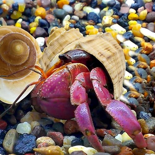 Miniatura 3 de 6 conchas de cangrejo ermitaño pequeñas a grandes, caracolas de mar naturales, tamaño de apertura de 1.2 a 2.8 pulgadas, conchas turbo para