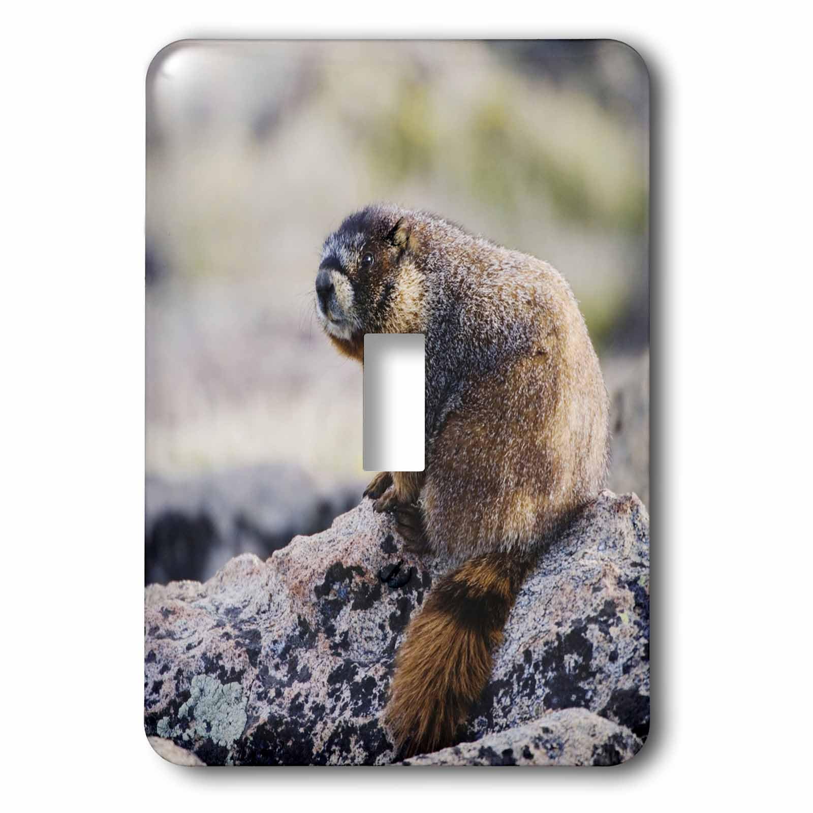 Marmot à ventre jaune interrupteur 3dRose pour chambre style chalet nature