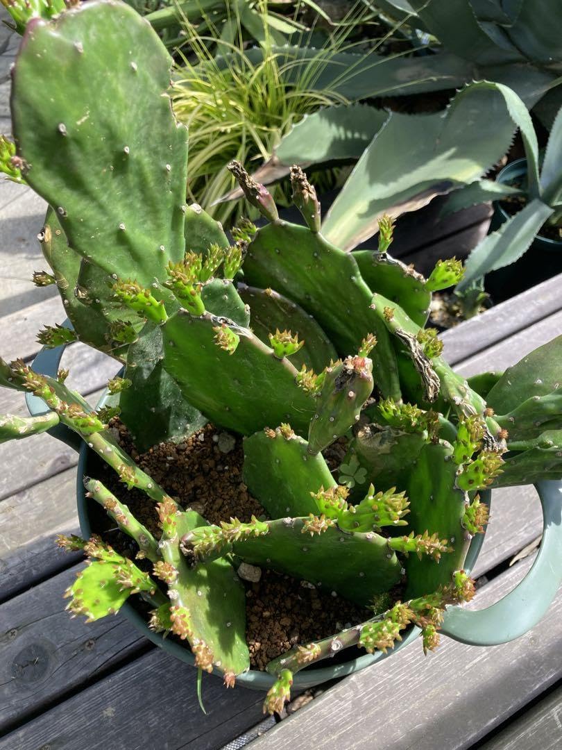 耐寒性オプンチア群生植え◇南国ドライガーデン多肉サボテン アガベ