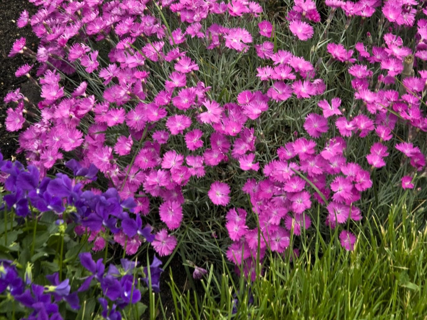 Greenwood Nursery Firewitch