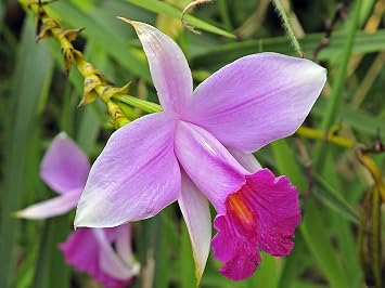1 Pack Arundina Graminifolia Roots - Bamboo Orchid 2 Roots Each Pack TYR43