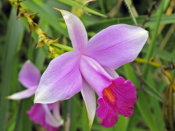 1 Pack Arundina Graminifolia Roots - Bamboo Orchid 2 Roots Each Pack TYR43