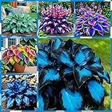 REHYUYL Midnight Blue Hosta with Colorful Foliage, Mix 6 Tubers Kit, Garden Decoration, for Indoor/Outdoor Potted (BC)