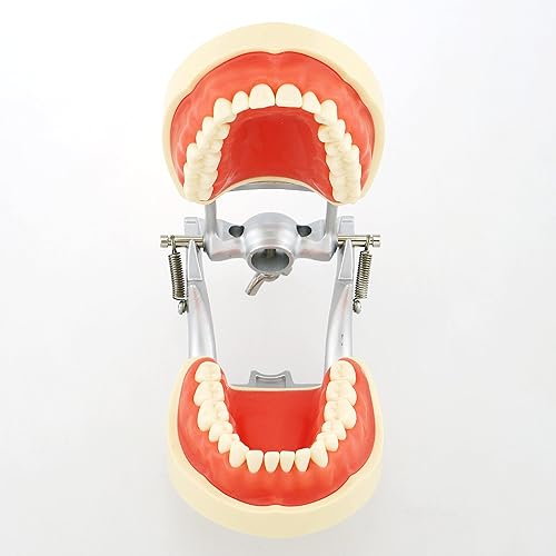 Typodont - Poste de montaje para dientes modelo ajustable de 360 grados en el escritorio, compatible con Kilgore Nissin Columbia Dentoform Frasaco