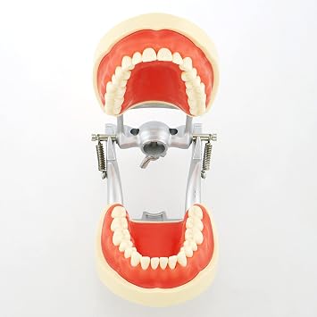 Typodont Mounting Pole Tooth Model 360-Degree Adjustable Fix on Desk Compatible with Kilgore Nissin Columbia Dentoform Frasaco 360 Type 32pcs tooth model