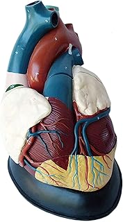 Study Model Anatomical Human Heart Model Human Organ Anatomical Anatomy Model - Advanced Medical Supplies Human Teaching Visceral Model - for Medical Teaching Study Training SaiFei
