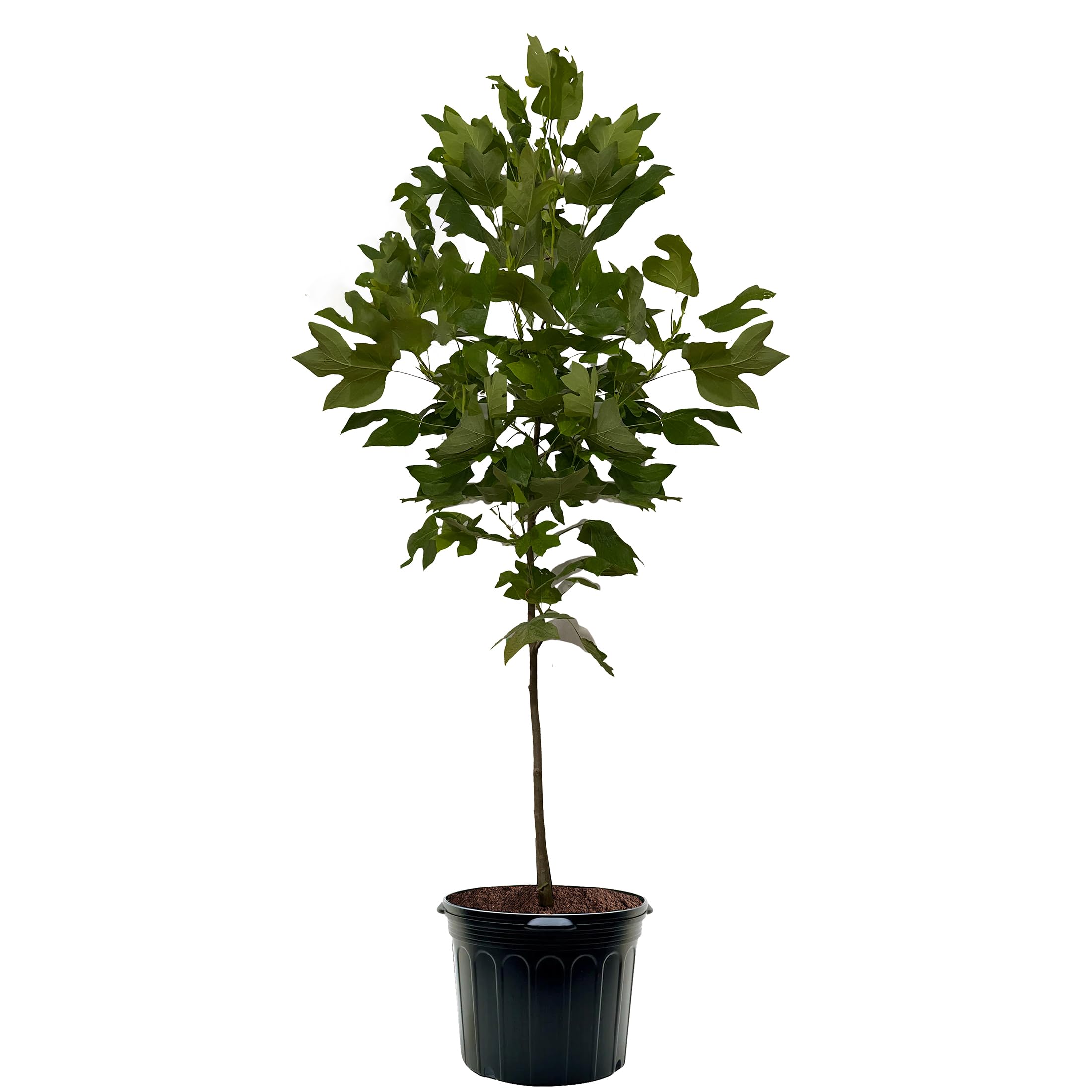 Tulip Poplar Tree