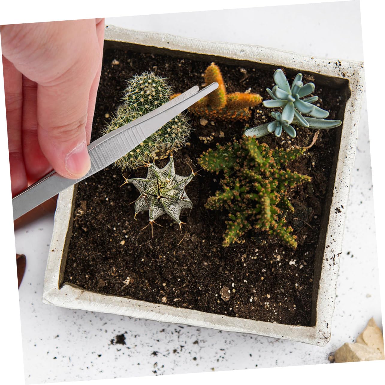 Toddmomy 10stücke Gartenpinzetten Mit Komfortablem Griff Edelstahl-pinzette Für Bonsai Pflanzenpflege Und Naturerkundung Für Gartenarbeiten Umpflanzen Von Pflanzen