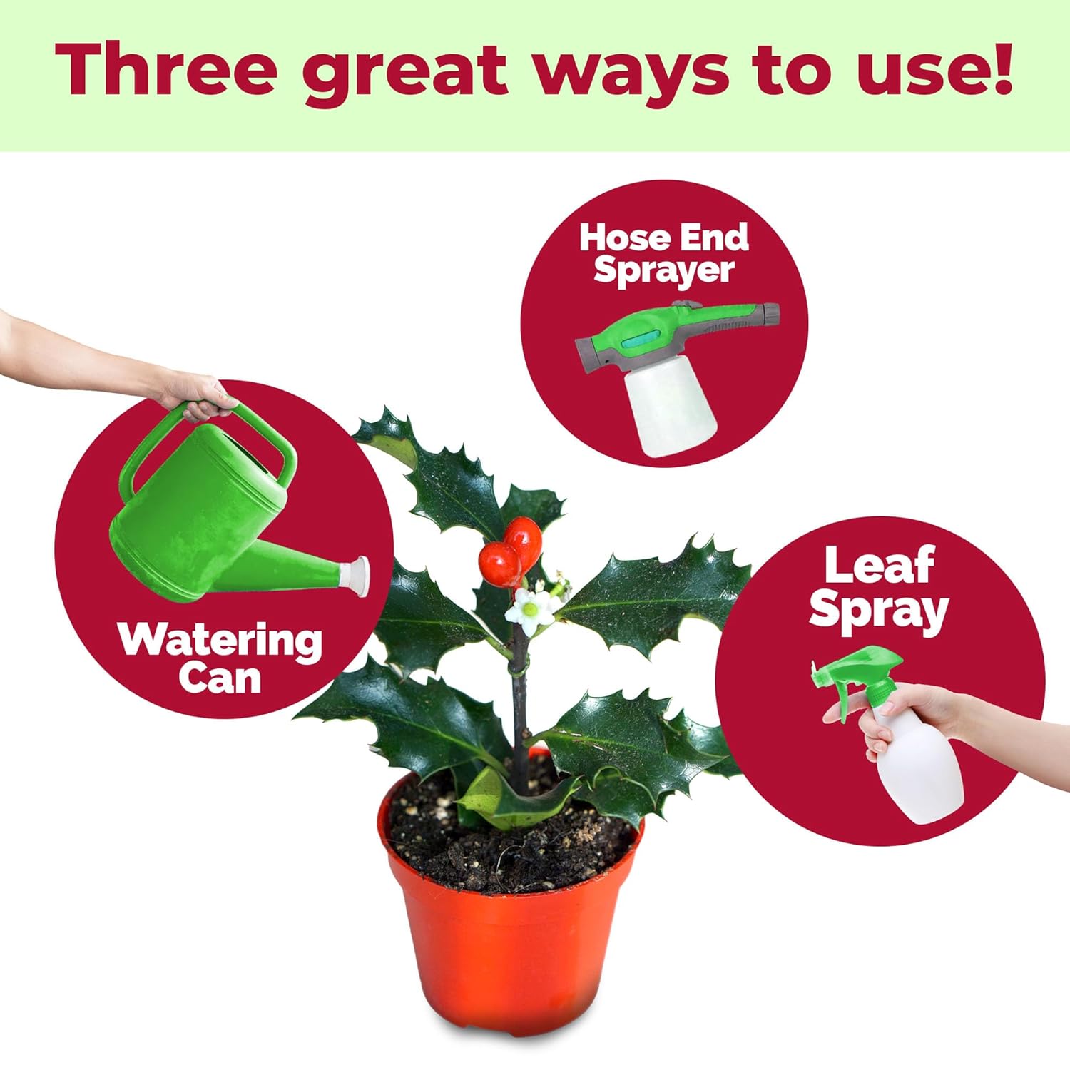 Holly Fertilizer – Liquid Plant Food for Deep Green Leaves, Dense Growth & Strong Roots, 32 oz