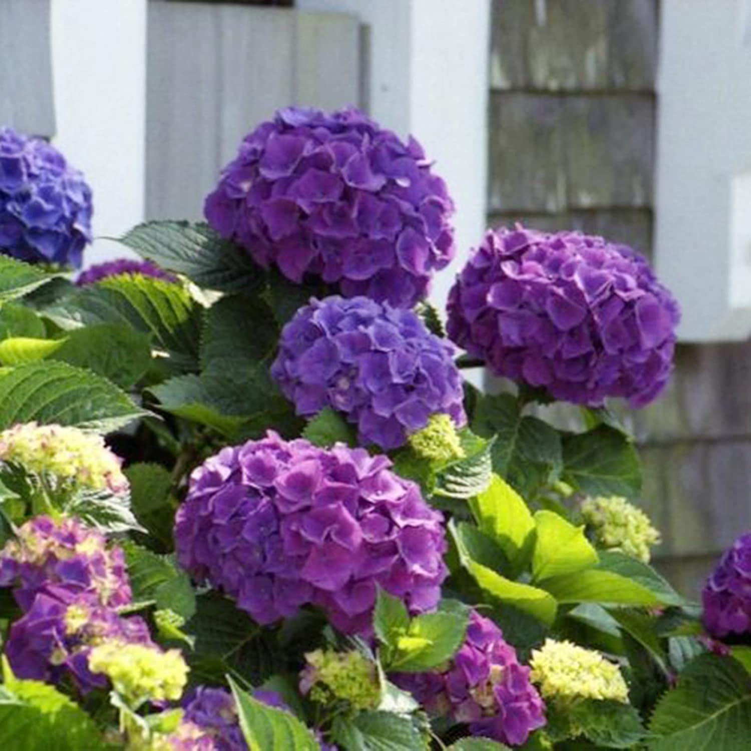 Buy QAUZUY GARDEN 5 Hydrangea Seeds Rare Purple Hortensia Attractive