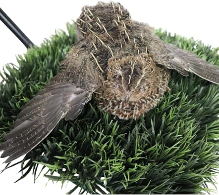 12 Large Fertile Hatching Coturnix Quail Eggs