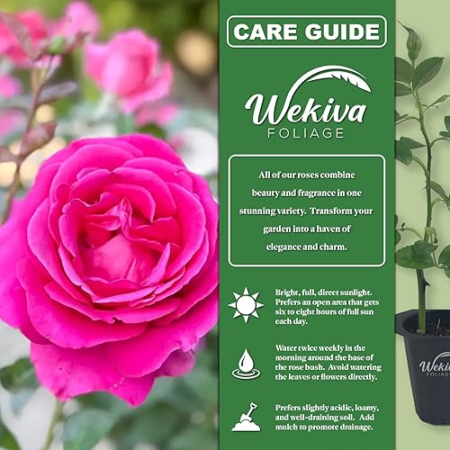 Miniatura 2 de All My Loving Rose Bush - Planta de inicio en una maceta de cultivo de 2 pulgadas, rosa de té híbrida bellamente fragante, una belleza versátil con