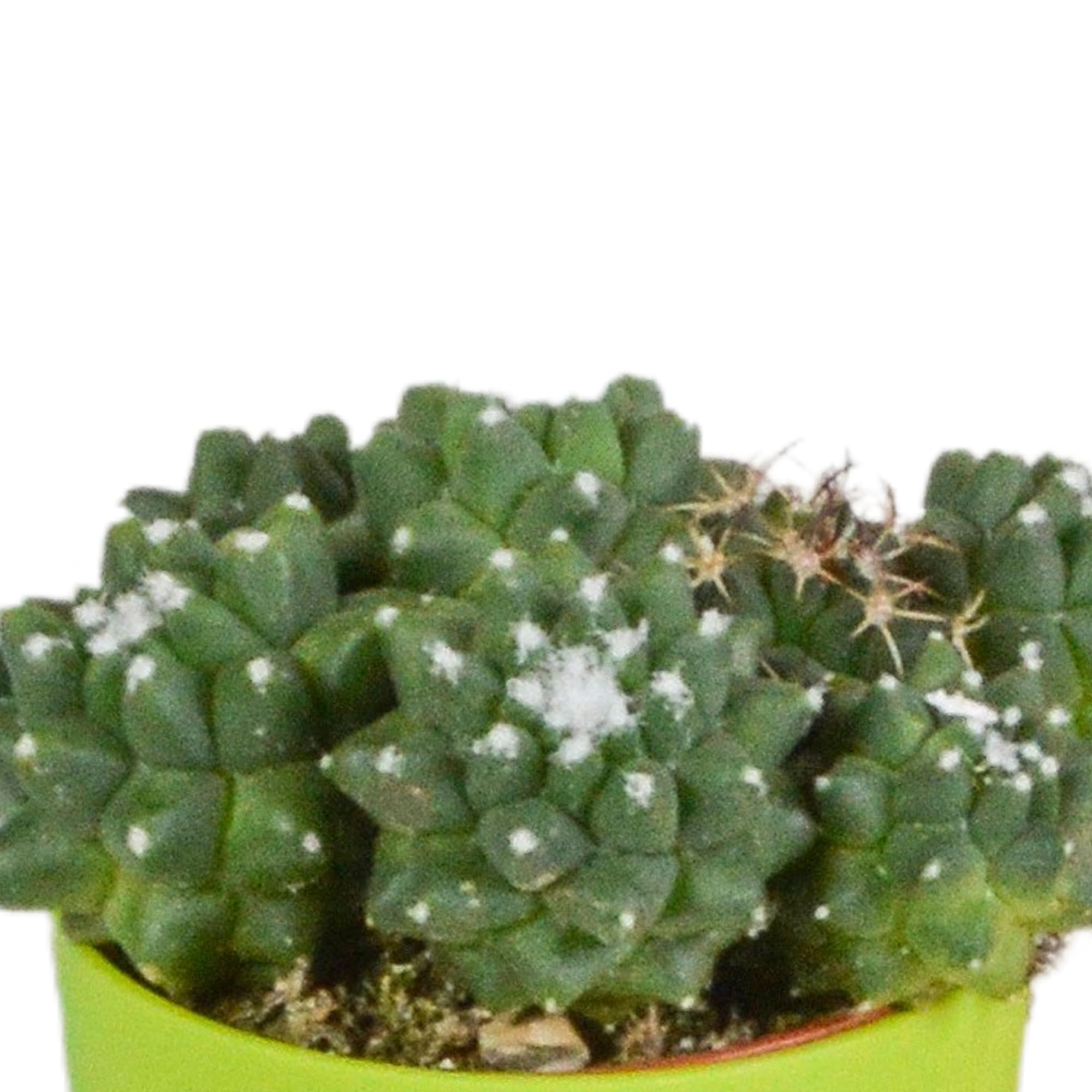 Mix di Cactus in Vaso di Plastica con Piedini, Set da 5 Pezzi, 5.5 cm