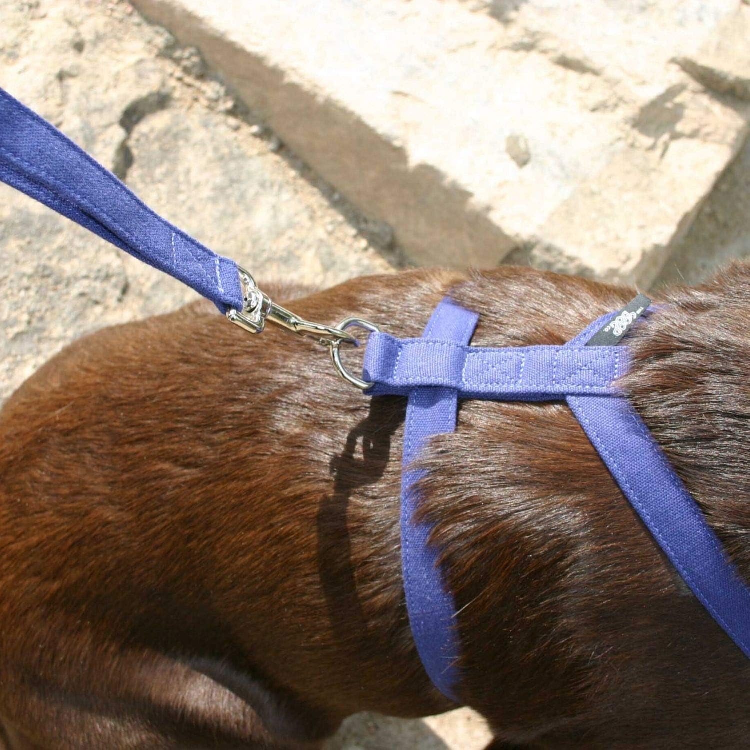 Basic Canvas Dog Harness (3/4" Small, Blue)