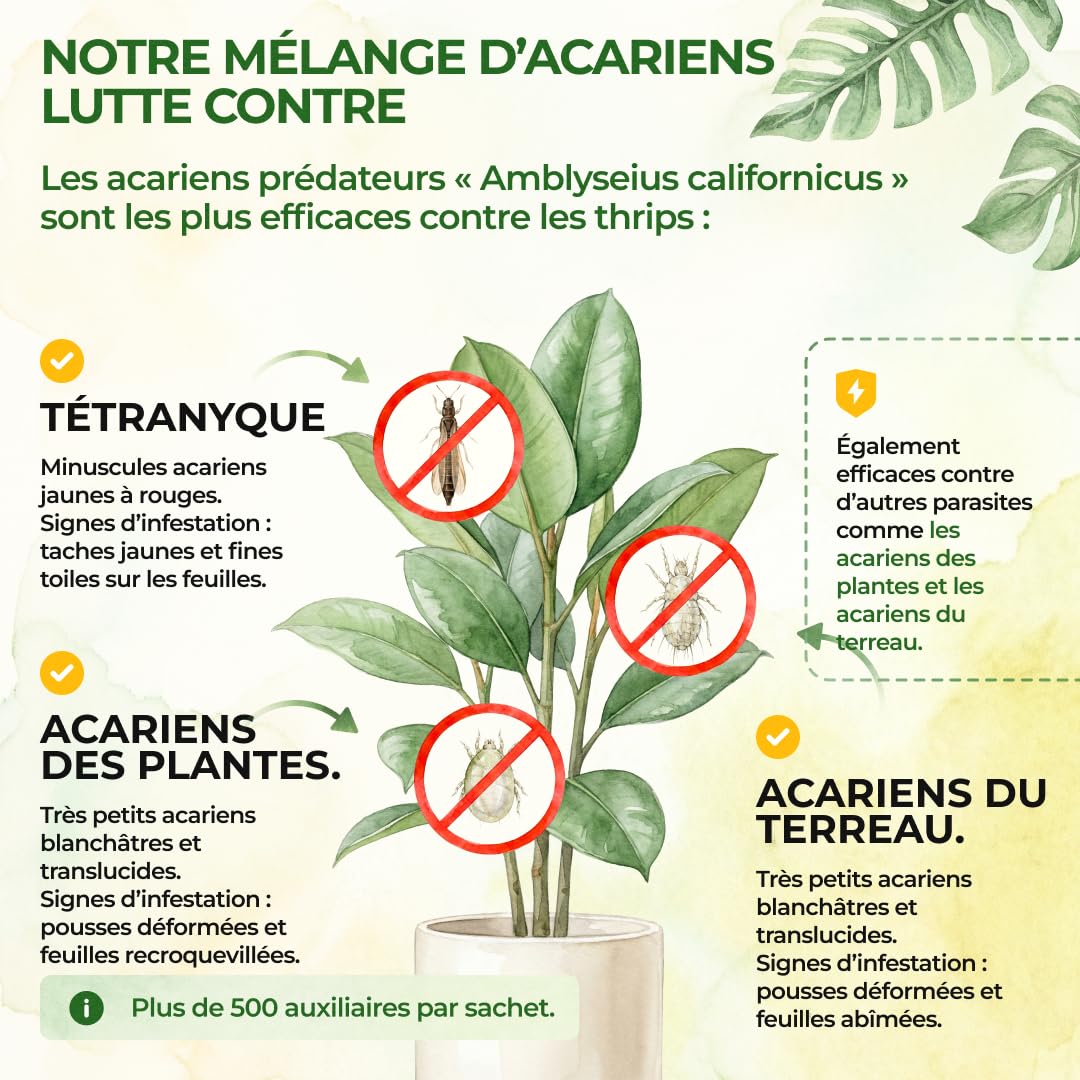 GREEN GUARDIA Power Acariens Anti-Acariens Biologiques – 35 Sachets Prêts à l’Emploi – Lutte Biologique contre les Tétranyques pour Plantes d’Intérieur, Plantes Ornementales et Cultures en Pot