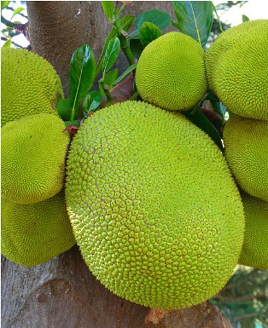 Green View® All Time Halasu Jackfruit Plant | Grafted Sweet Kathal Tree for Home Garden & Farm | Fast Fruiting, High Yield, South Indian Variety Live Fruit Plant,