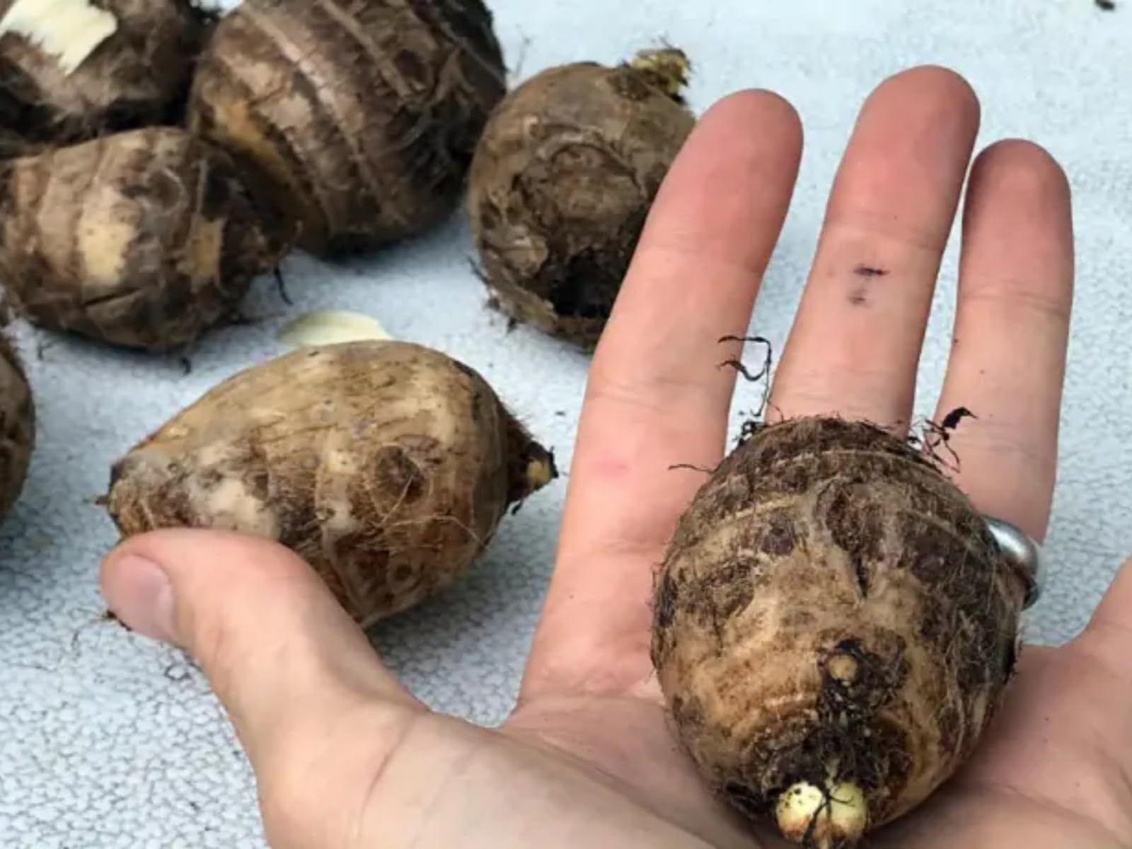 Thailändischer Riesen-Elefantenohr-Amaranth wächst schnell und besticht durch sein exotisches Aussehen-10 Elefantenohr-A