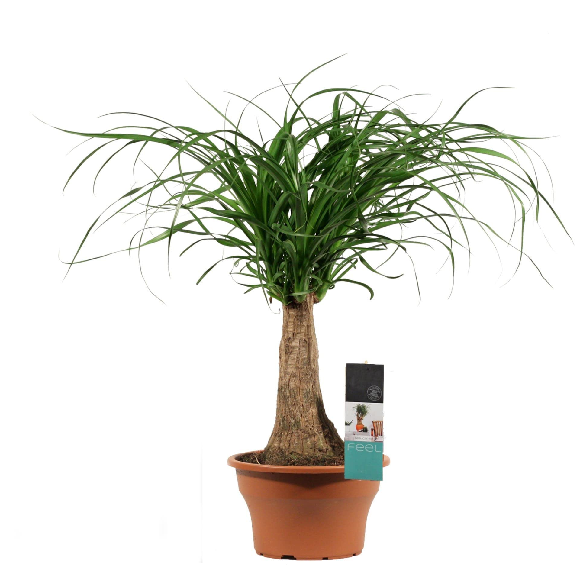 Pata de Elefante PREMIUM Planta de Interior Natural para Decorar Casa y Oficina, DECOALIVE