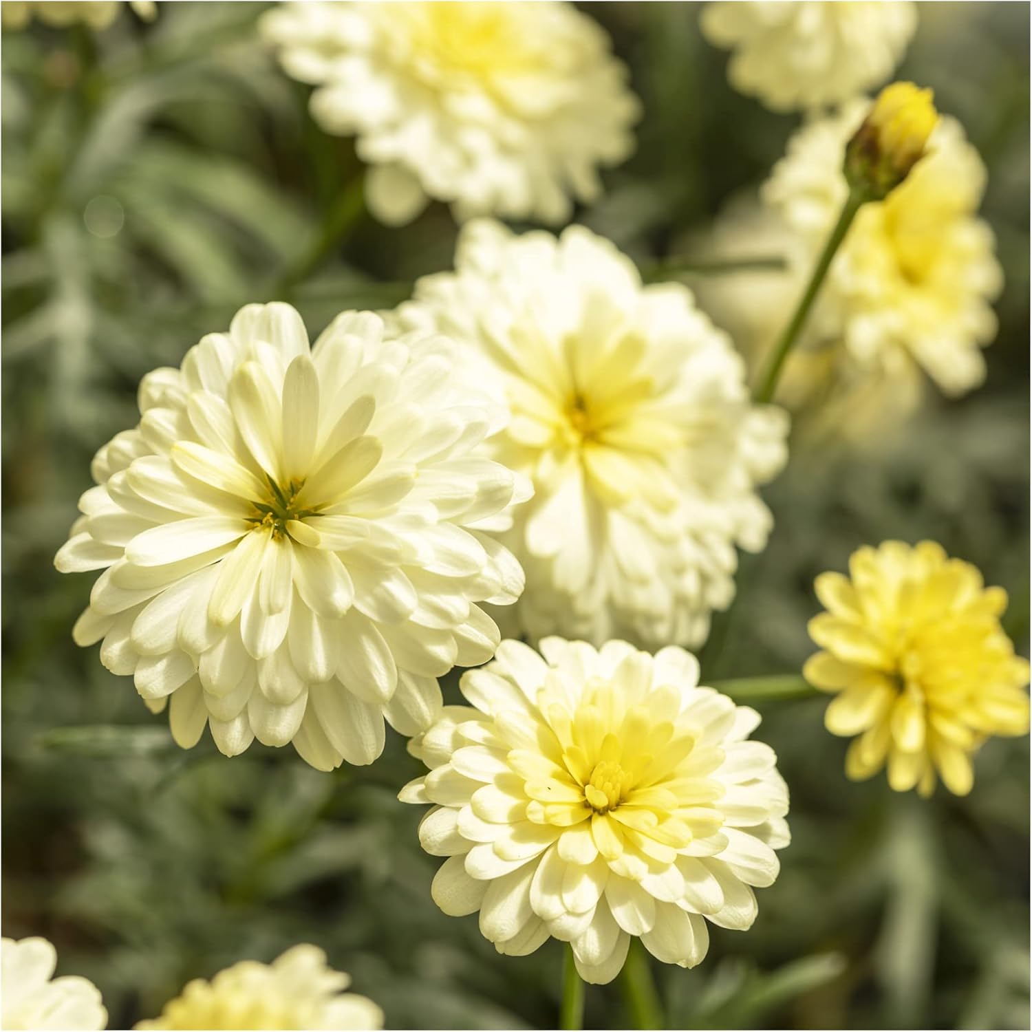 Argyranthemum DayZee Double Vanilla 6 Plug Plants Container/Basket Plants. Beautiful